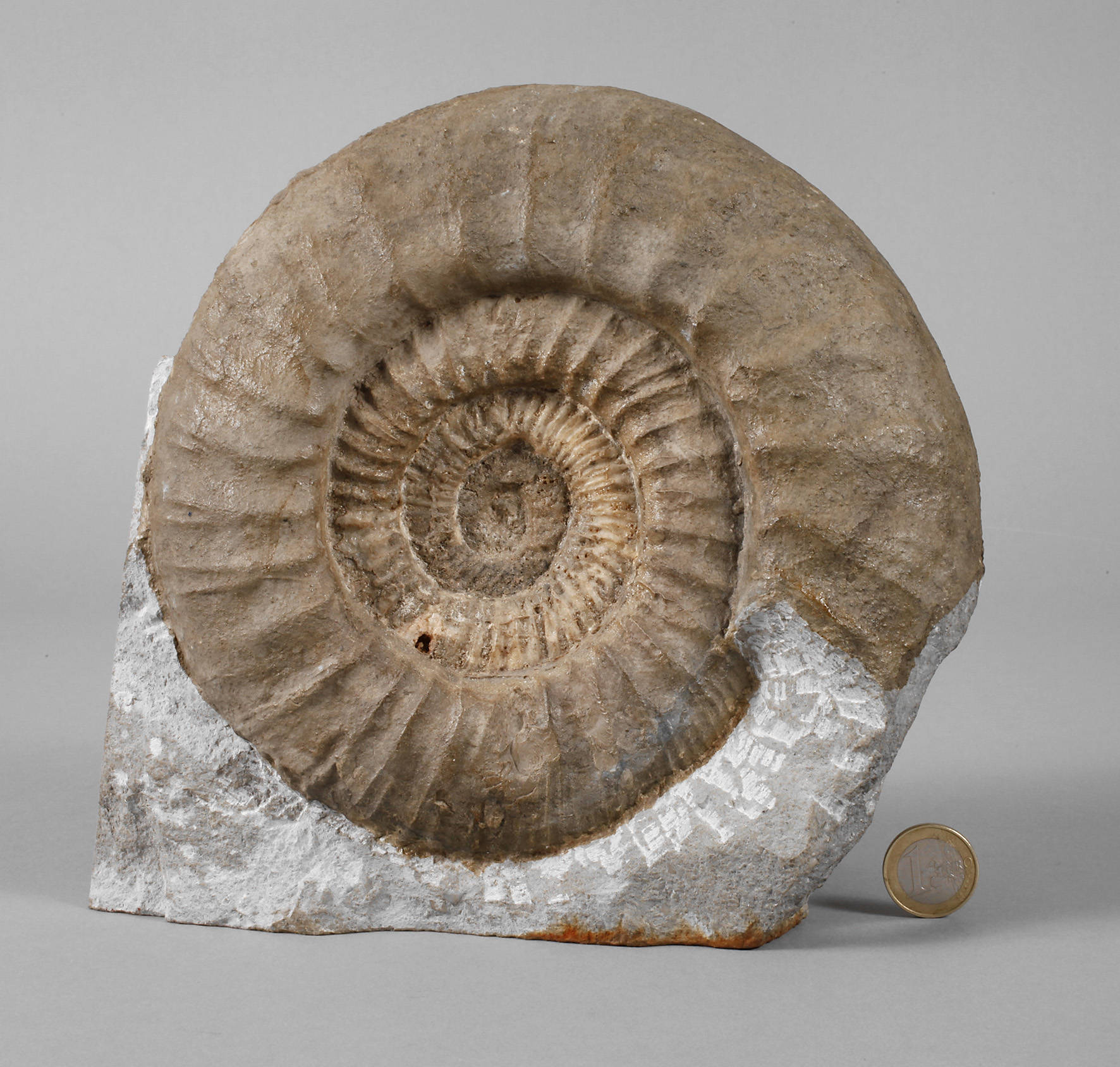 Großer fränkischer Ammonit