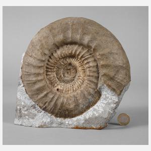 Großer fränkischer Ammonit