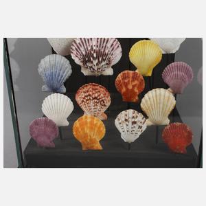 Maritimer Schaukasten