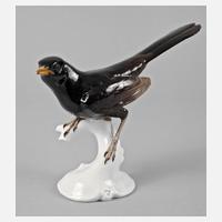 Nymphenburg ”Schwarzamsel”111