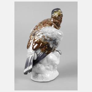 Volkstedt junger Falke