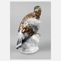 Volkstedt junger Falke111