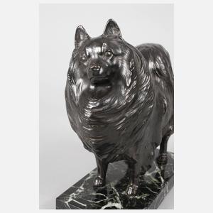 Stehender Zwergspitz