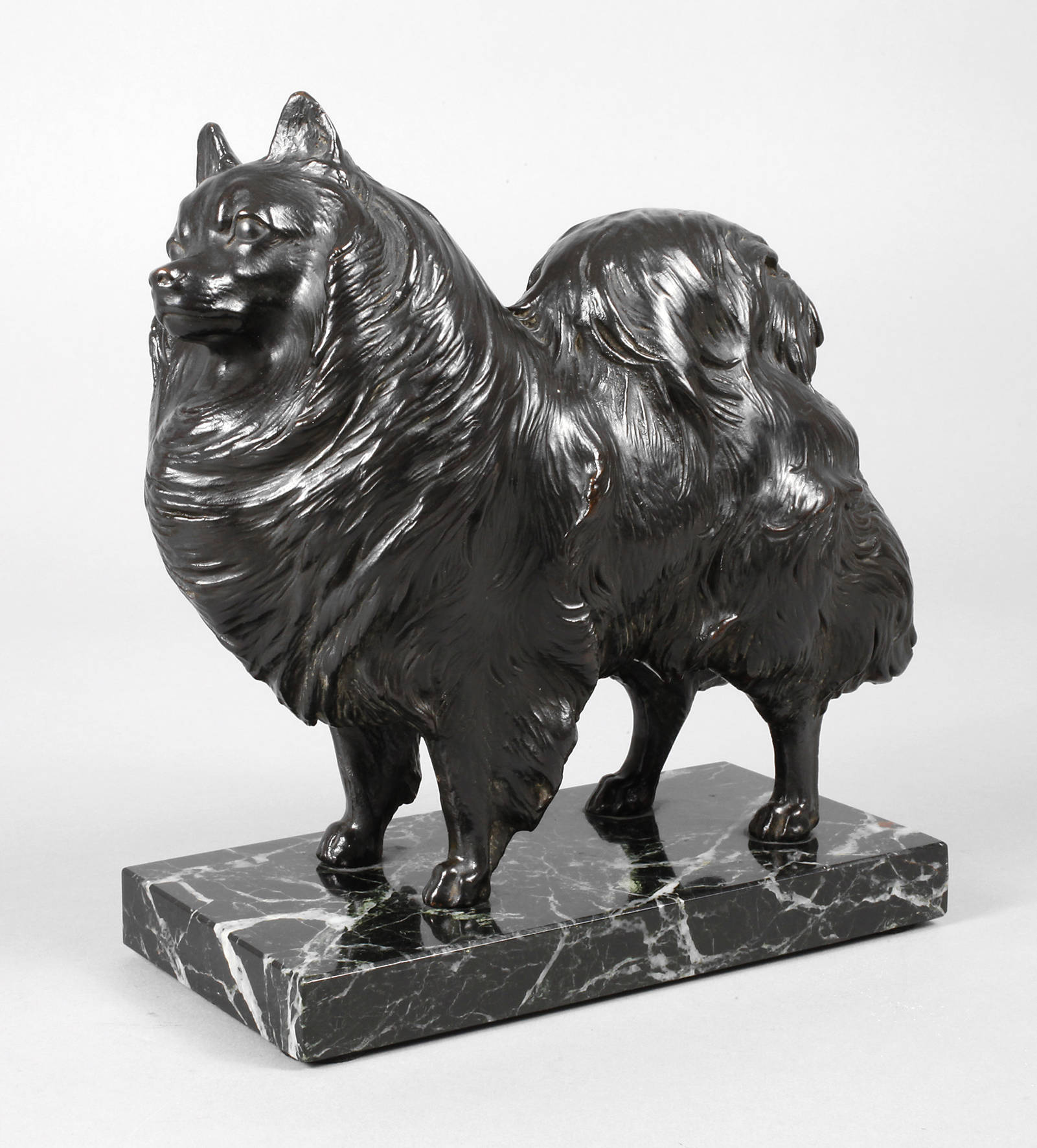 Stehender Zwergspitz