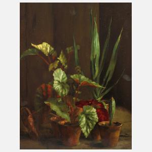 Stillleben mit Topfpflanzen