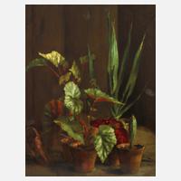 Stillleben mit Topfpflanzen111