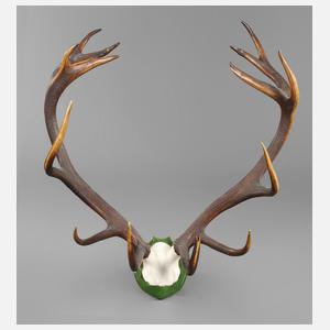 Große Jagdtrophäe