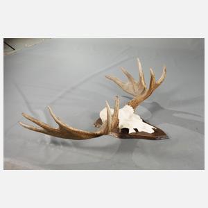 Große Jagdtrophäe