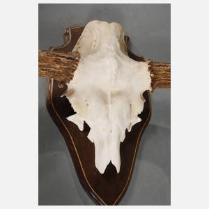 Große Jagdtrophäe