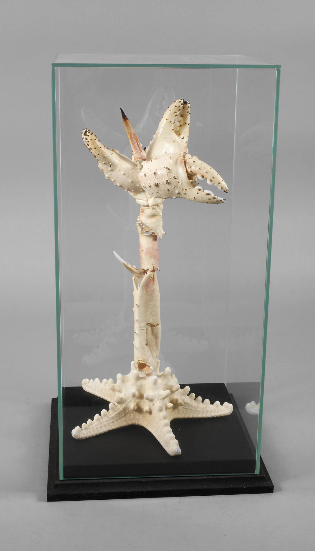 Maritimer Schaukasten