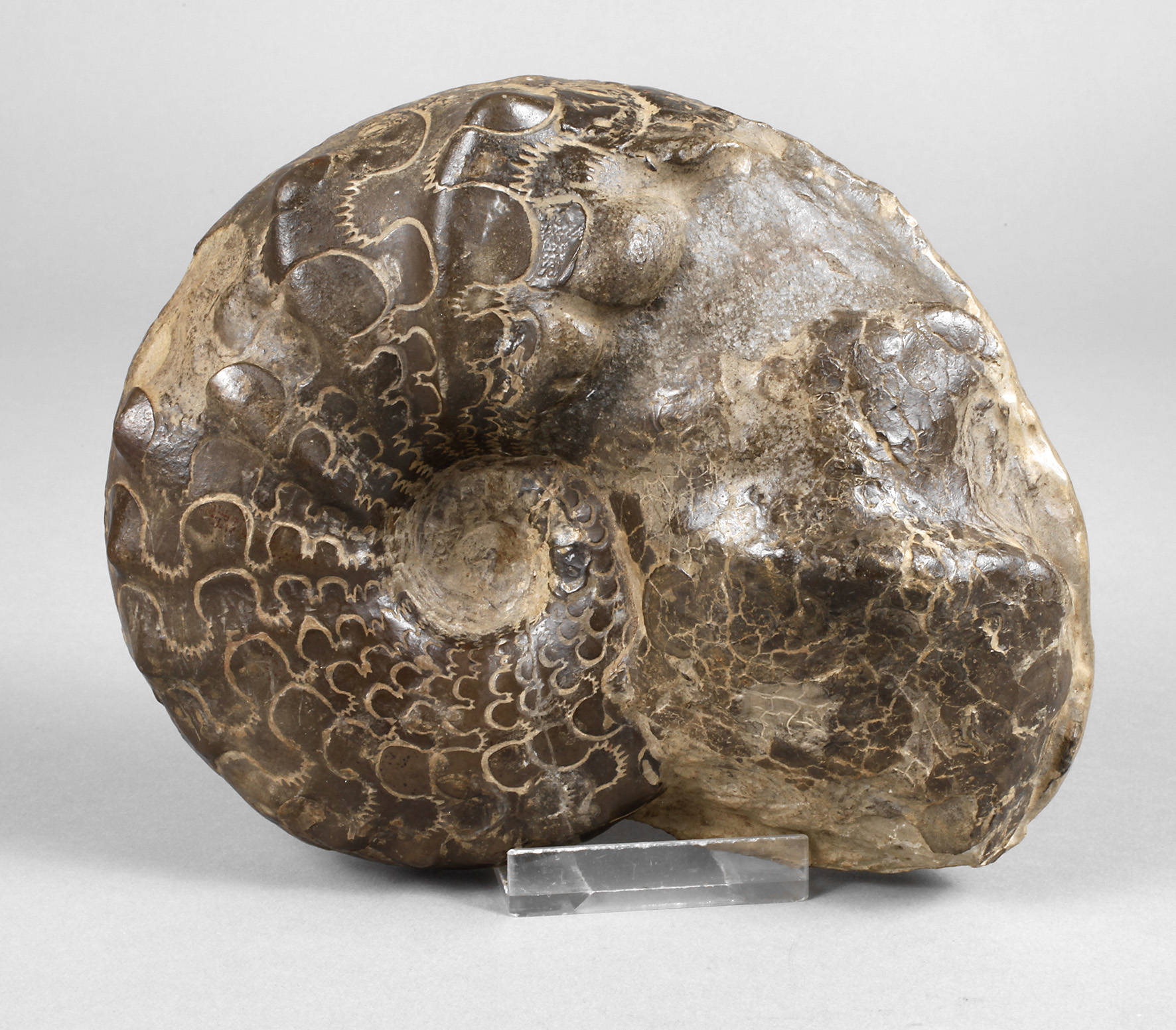 Ceratit, Fundort Franken