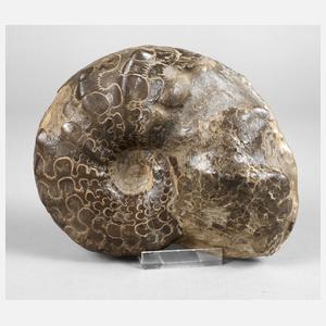 Ceratit, Fundort Franken