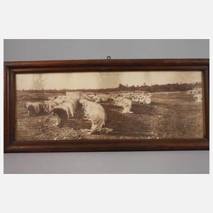 Sechs Fotografien Arabien/Wüste