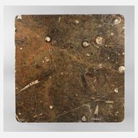 Tischplatte mit Fossilien111