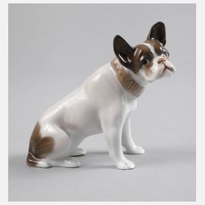 Rosenthal”Junge französische Bulldogge”