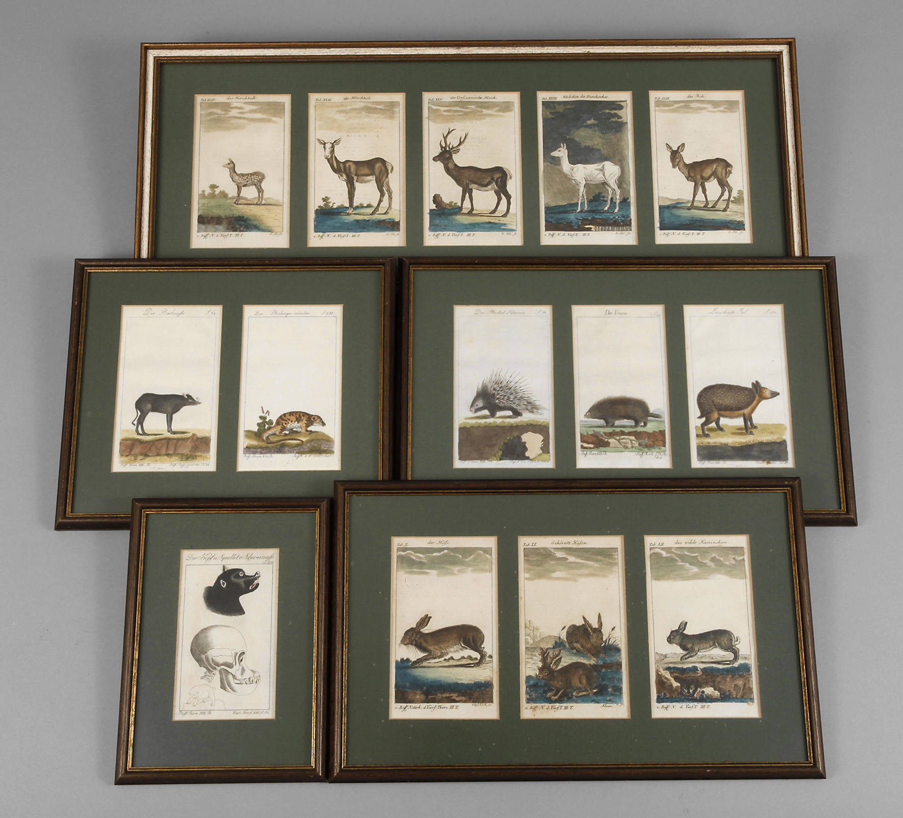 Illustrationen aus der Fauna