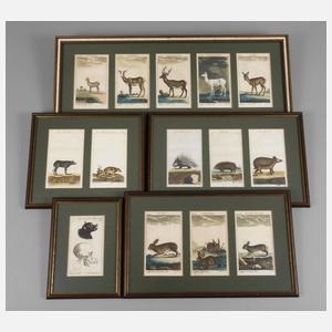 Illustrationen aus der Fauna