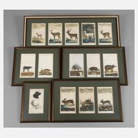 Illustrationen aus der Fauna111