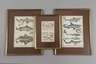 Illustrationen zu ”Planches des Pêches” und ”Ichthyologie”