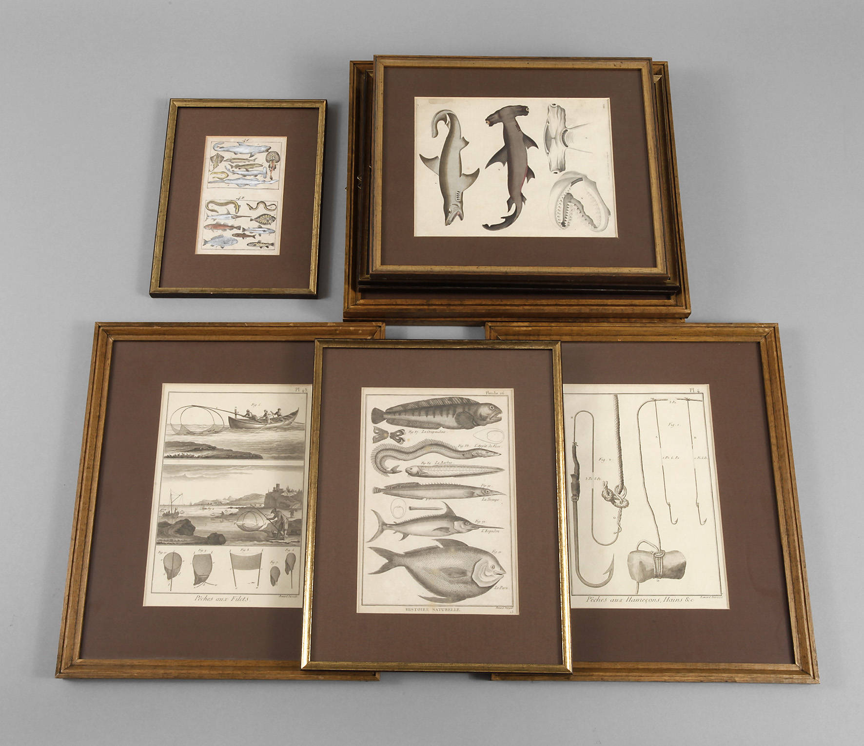 Illustrationen zu ”Planches des Pêches” und ”Ichthyologie”