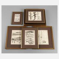 Illustrationen zu ”Planches des Pêches” und ”Ichthyologie”111