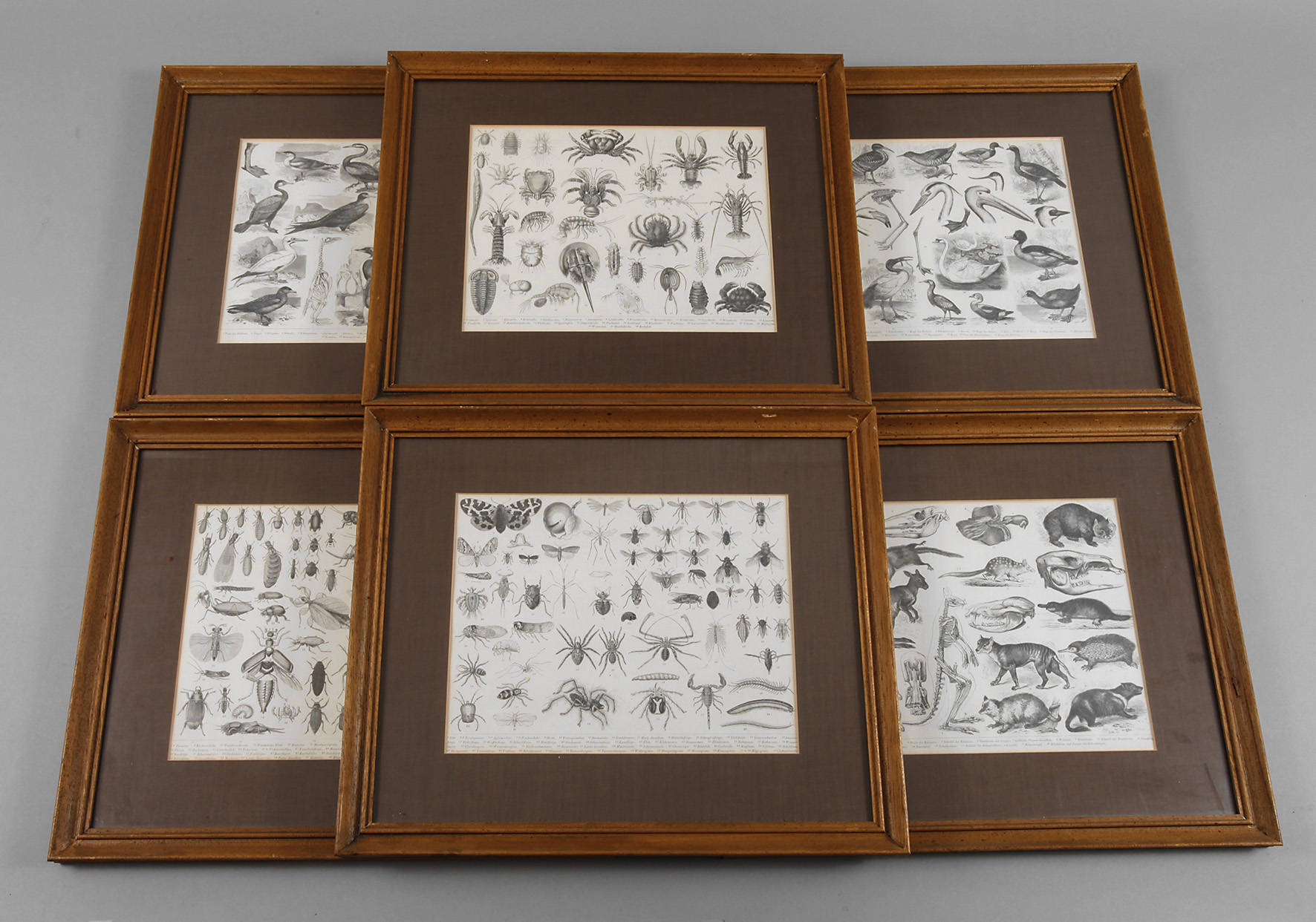 Illustrationen zur Abteilung ”Zoologie”