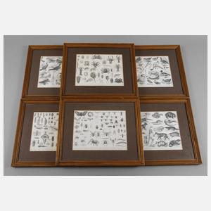 Illustrationen zur Abteilung ”Zoologie”