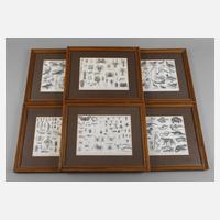 Illustrationen zur Abteilung ”Zoologie”111