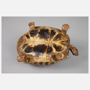 Schildkrötendose
