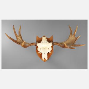 Große Jagdtrophäe