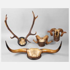 Vier Jagdtrophäen