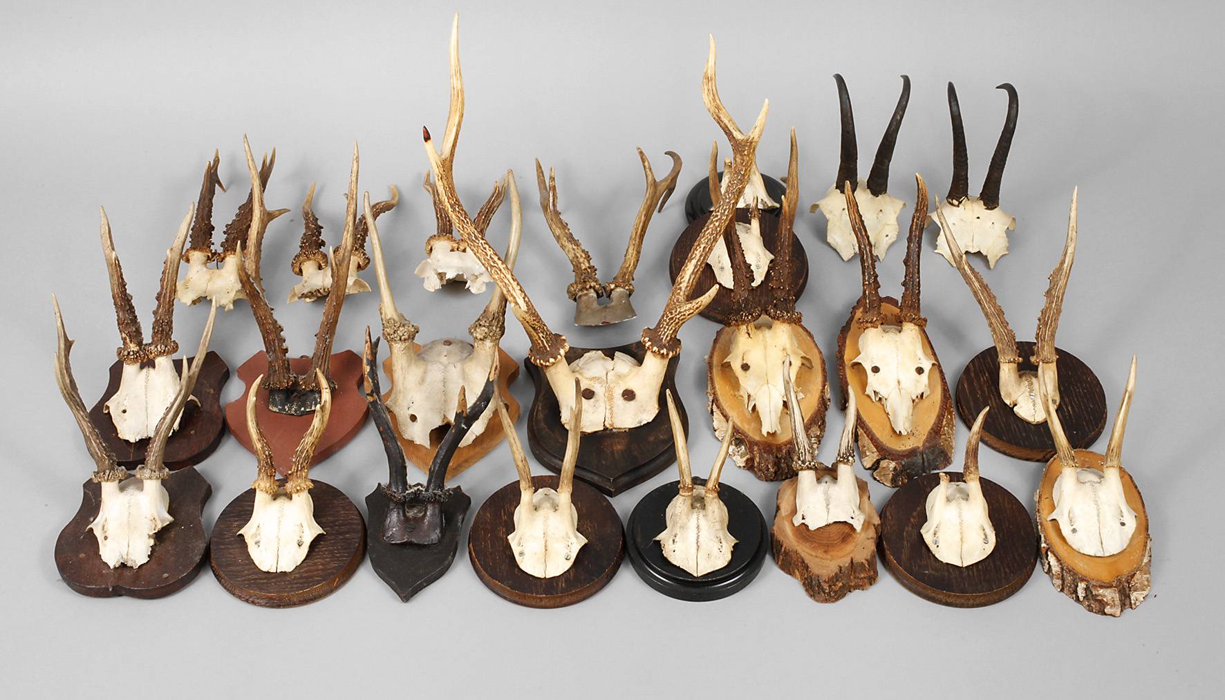 Konvolut Jagdtrophäen