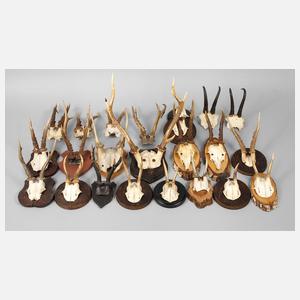 Konvolut Jagdtrophäen