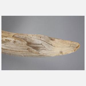 Fossiler Eckhauer eines Flusspferdes