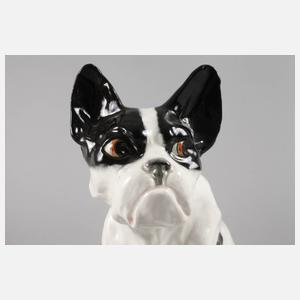 Bernhard Bloch französische Bulldogge