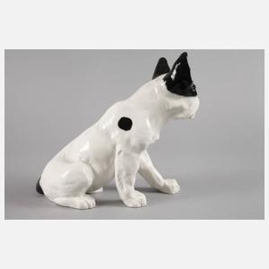 Bernhard Bloch französische Bulldogge