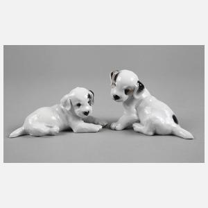 Rosenthal zwei Terrierwelpen