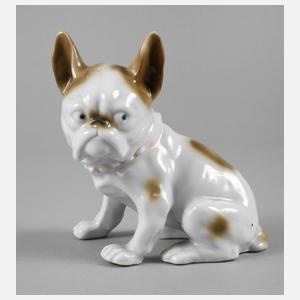 Französische Bulldogge