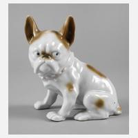 Französische Bulldogge111