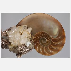 Paola Crema, Wunderkammerobjekt