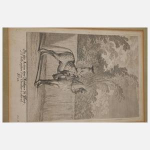 Johann Elias Ridinger, Konvolut Pferdedarstellungen