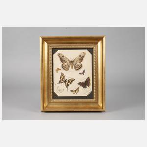 Gertrud Radeke, Schmetterlingsstudien