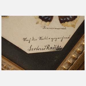 Gertrud Radeke, Schmetterlingsstudien