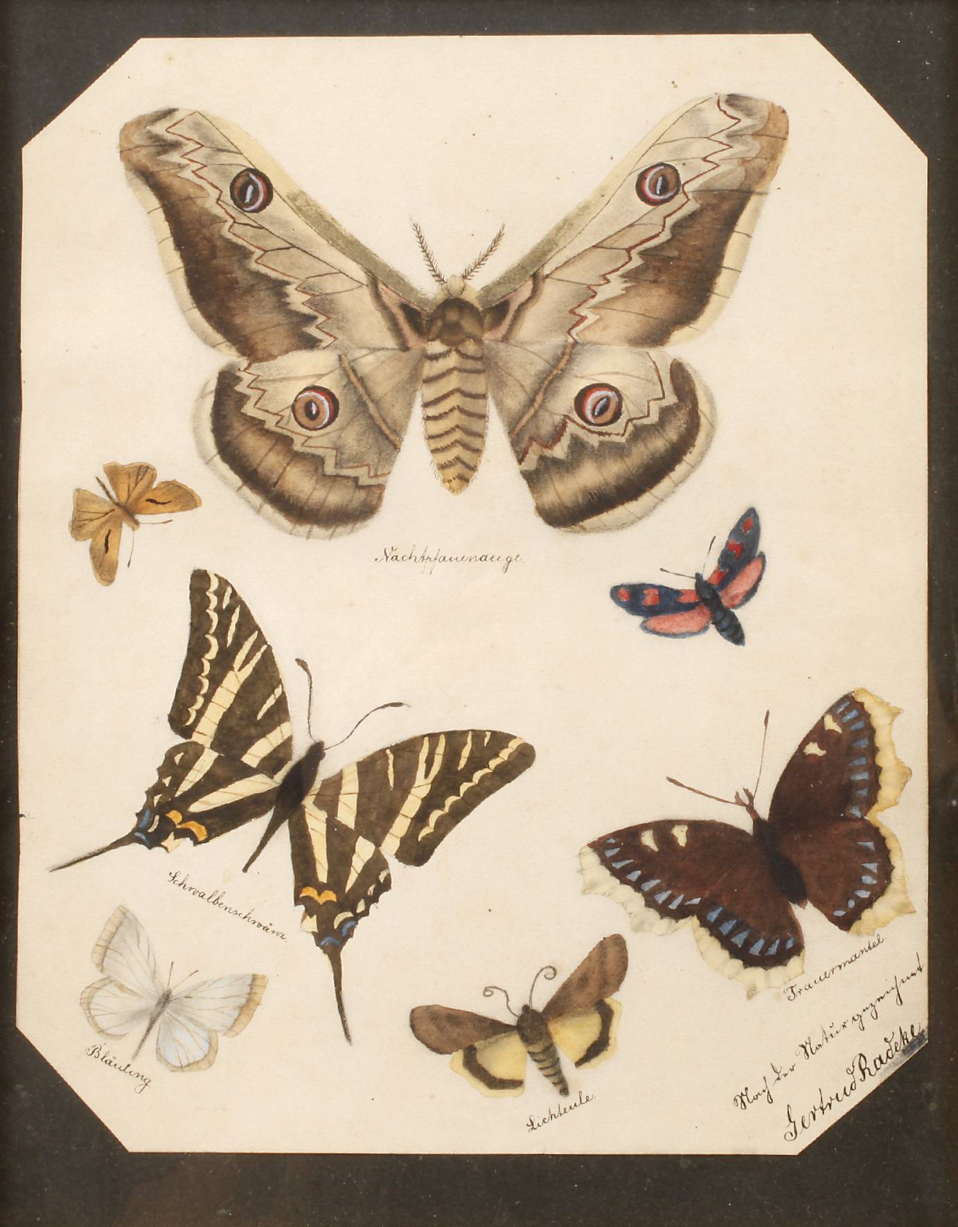 Gertrud Radeke, Schmetterlingsstudien