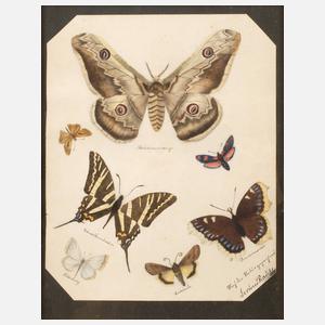 Gertrud Radeke, Schmetterlingsstudien