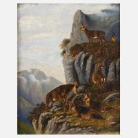 Gamswild im Gebirge111