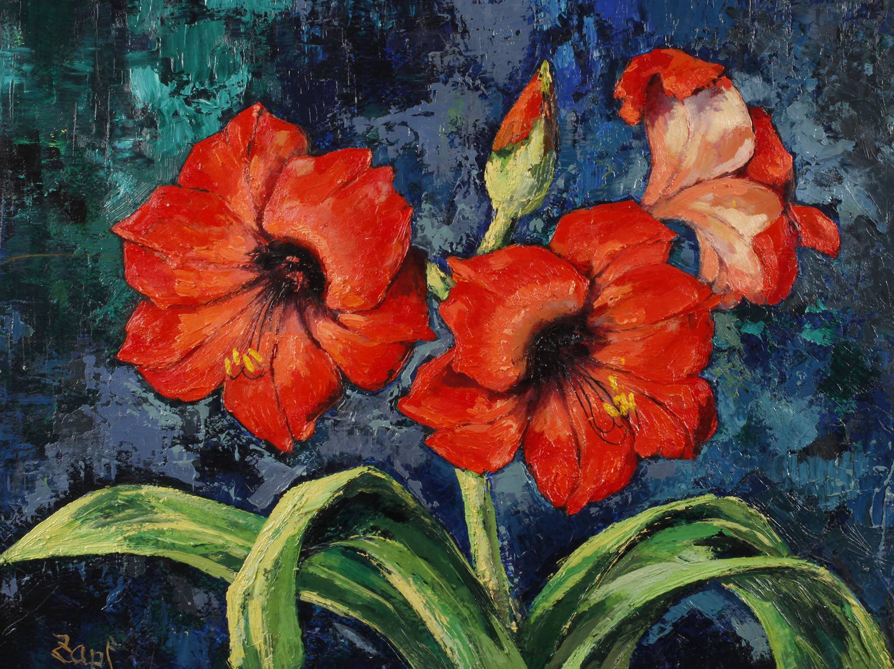 Zapf, Amaryllis