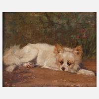 Ruhender Hund im Garten111