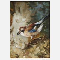 Eichelhäher im Geäst111