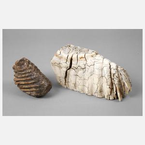 Zwei fossile Mammutzähne